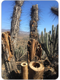 Chilean Rain Stick Rain Maker Cactus (59 inch, Small)