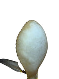 Shaman shakers Sounds like Rain goat skin Large